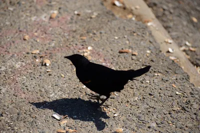 DSC_6877 (Large).JPG